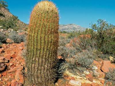 Barrel Cactus