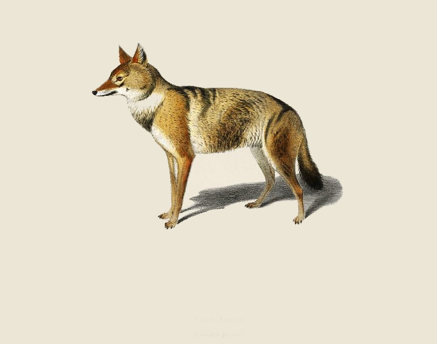 Jackal Standing