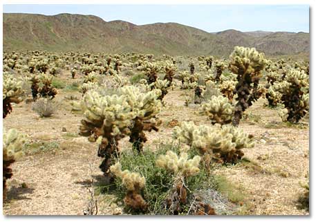 cholla