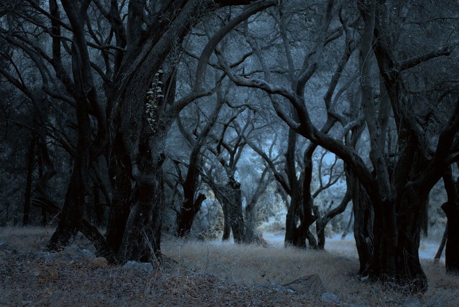 The scary forest at night